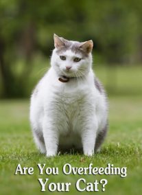 Are You Overfeeding Your Cat