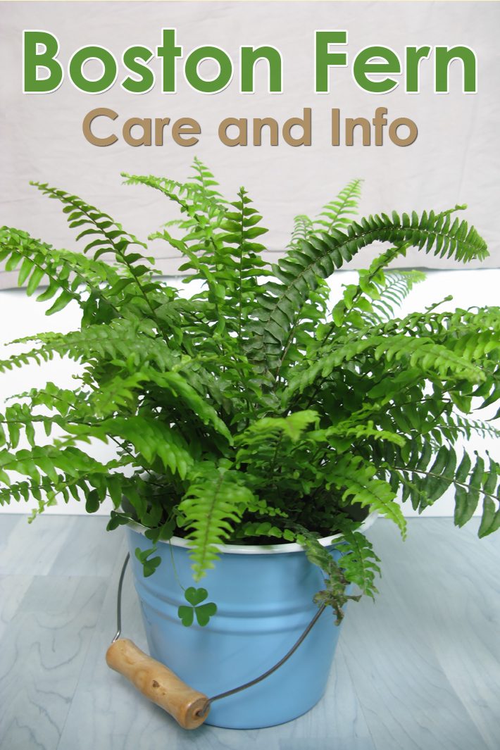 How To Take Care Of A Boston Fern