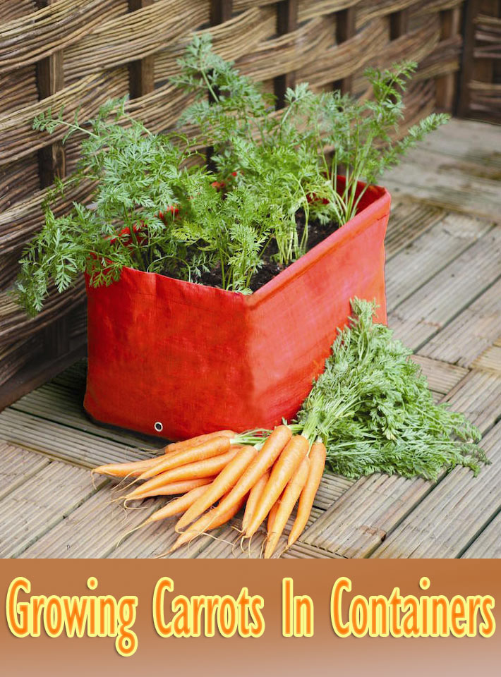 How To Grow Carrots In Containers