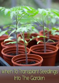 When To Transplant Seedlings Into The Garden