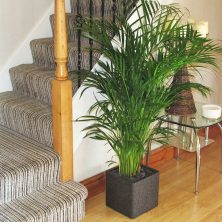 How To Grow Palm Trees Indoors