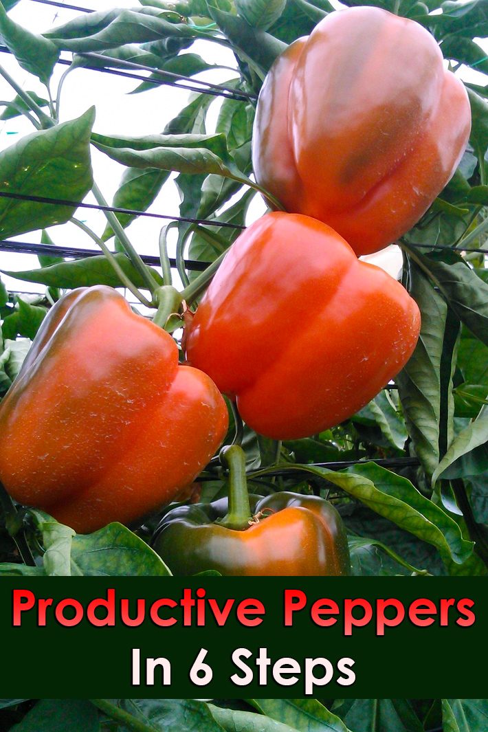 Productive Peppers In 6 Steps