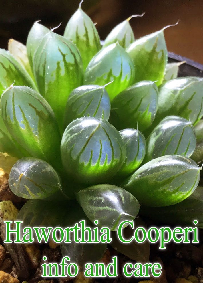 Haworthia cooperi var. truncata – Info and Care