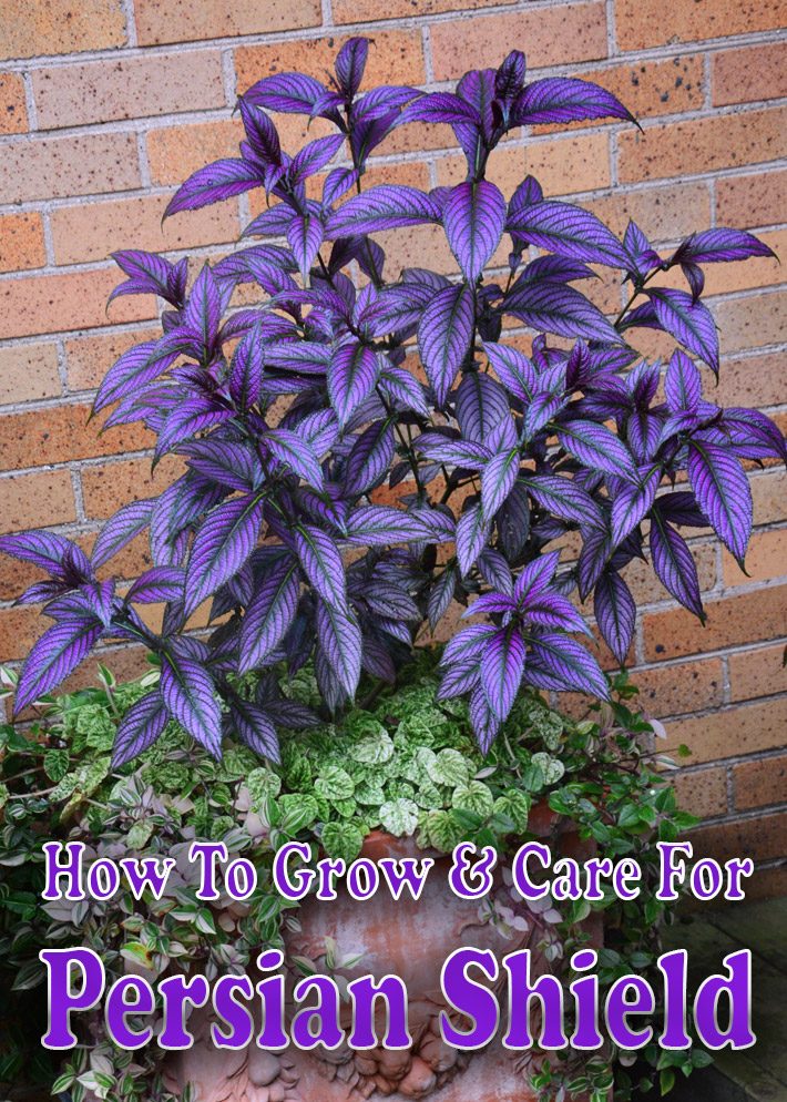 How To Grow & Care For Persian Shield