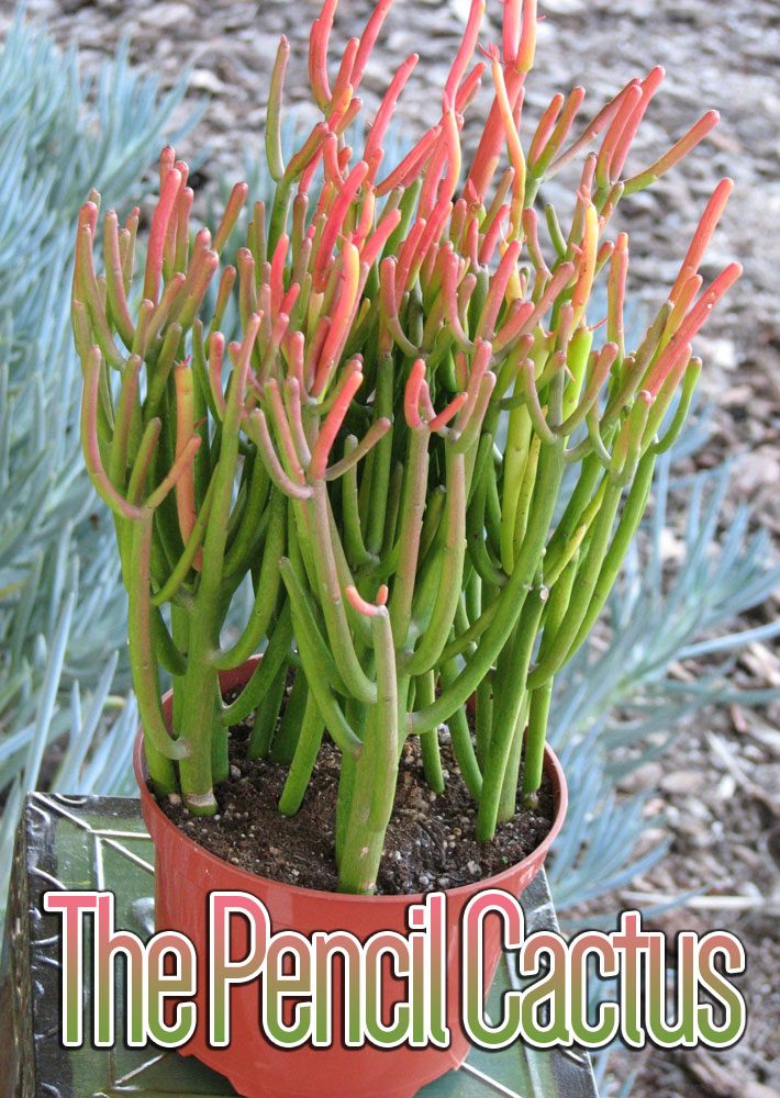 The Pencil Cactus - How to Grow Euphorbia tirucalli at Home