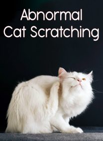 Abnormal Cat Scratching