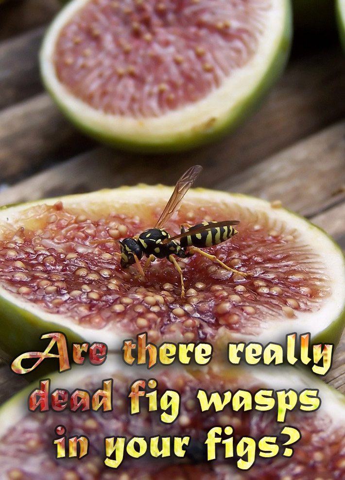 Fig Wasp: Are There Dead Wasps in My Figs? (Complete Guide)