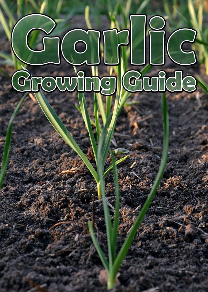 Garlic – Growing Guide