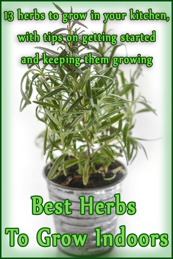 Best Herbs To Grow Indoors