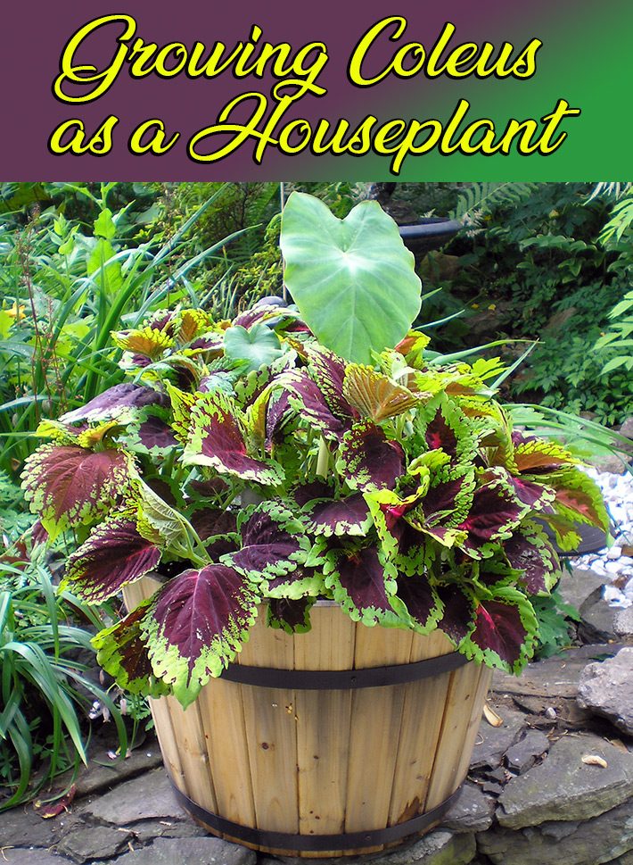 Quiet Corner:Growing Coleus as a Houseplant - Quiet Corner