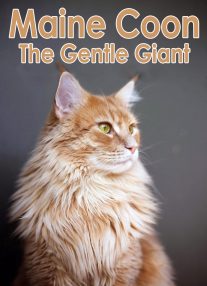Maine Coon - The Gentle Giant