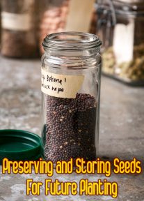 Preserving and Storing Seeds For Future Planting