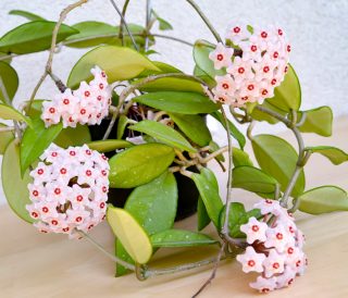 Quiet Corner:Growing Hoya carnosa Indoors - Quiet Corner