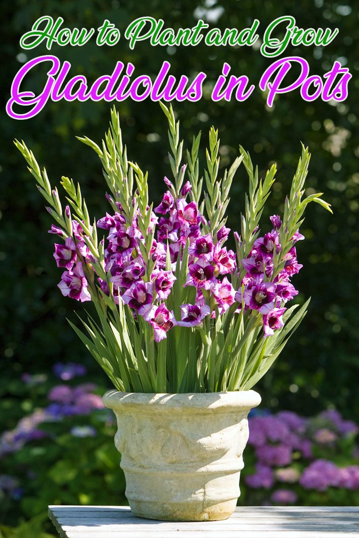 How to Plant and Grow in Pots