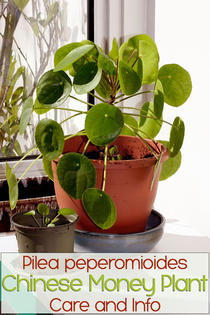 money plant care