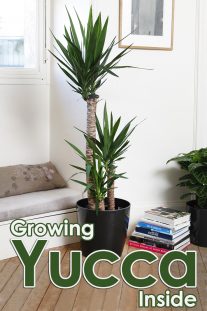 Grow Yucca Inside
