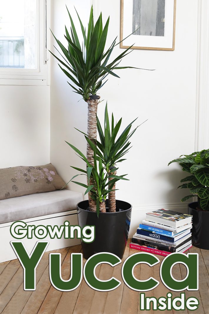 How to Grow Yucca Inside