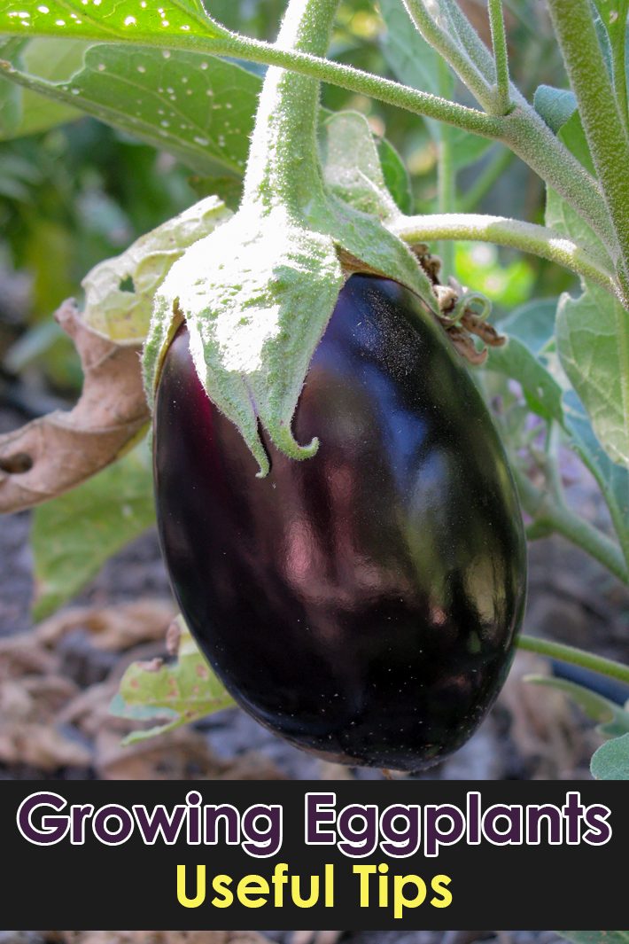 Growing Eggplants: Useful Tips