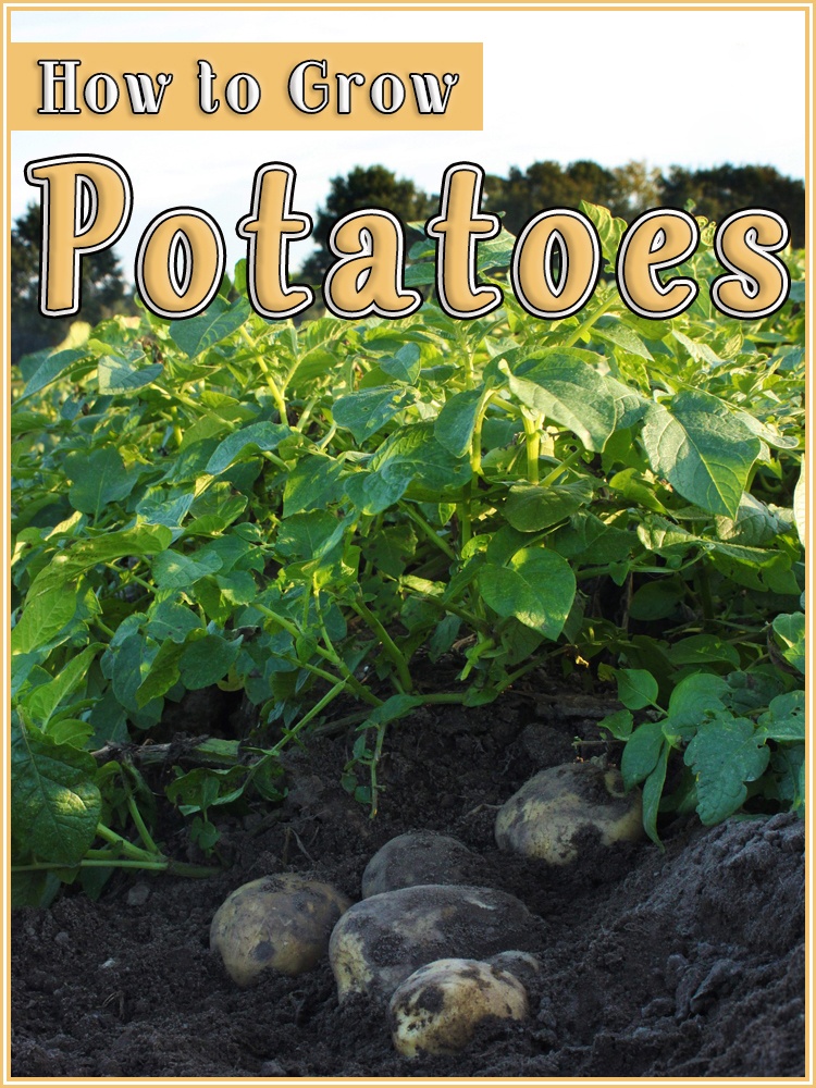 How to Grow Potatoes