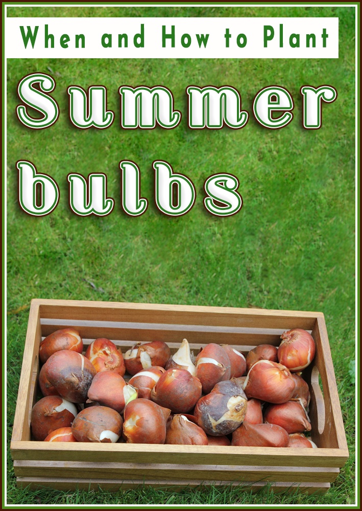 Summer bulbs – When and How to Plant