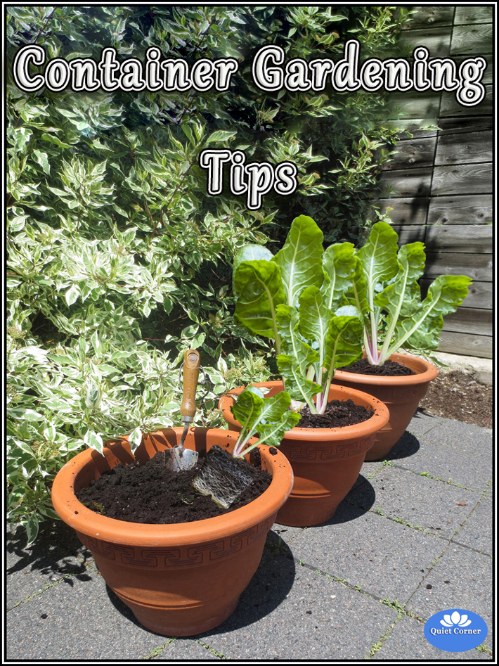 Top 5 Useful Container Gardening Tips