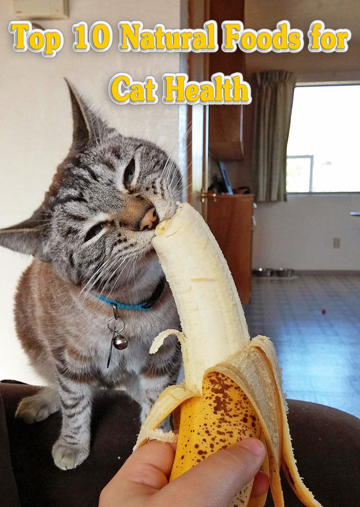 10 Best Natural Foods for Cat Health